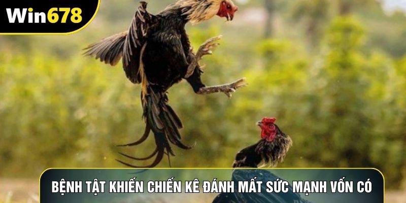 Bệnh tật khiến chiến kê đánh mất sức mạnh vốn có