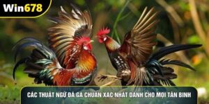 Các Thuật Ngữ Đá Gà Chuẩn Xác Nhất Dành Cho Mọi Tân Binh