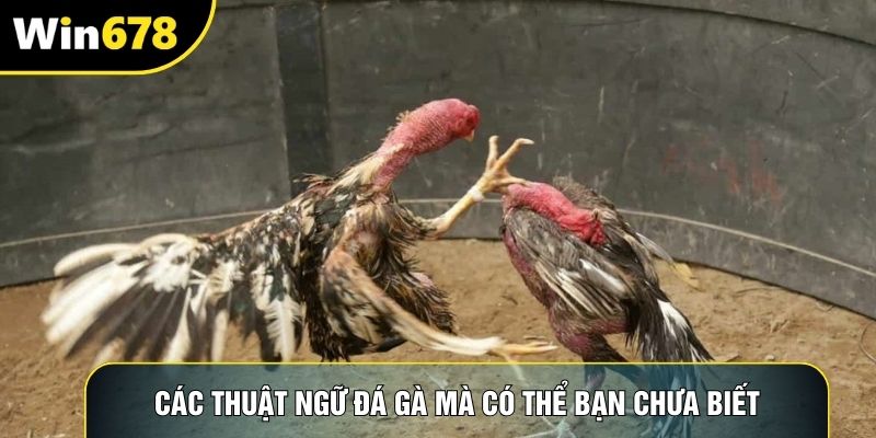 Các thuật ngữ đá gà mà có thể bạn chưa biết