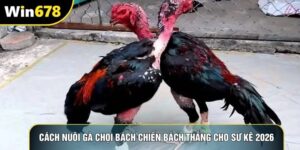 Cách Nuôi Gà Chọi Bách Chiến Bách Thắng Cho Sư Kê 2026