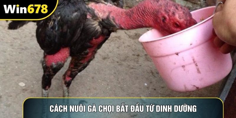 Cách nuôi gà chọi bắt đầu từ dinh dưỡng