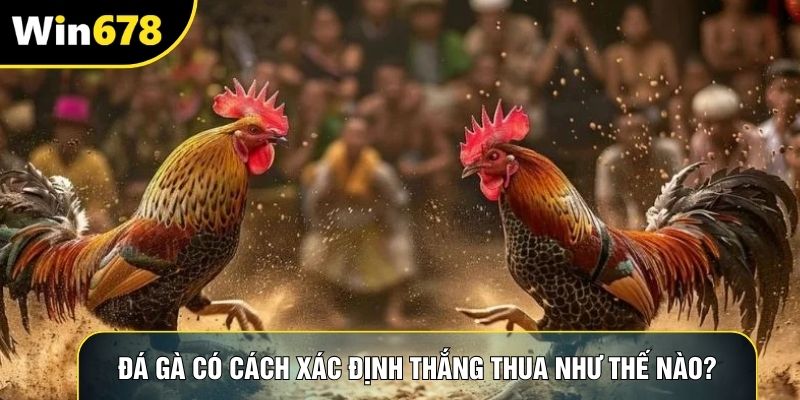 Đá gà có cách xác định thắng thua như thế nào?