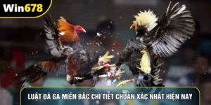 Luật đá gà miền bắc chi tiết chuẩn xác nhất hiện nay