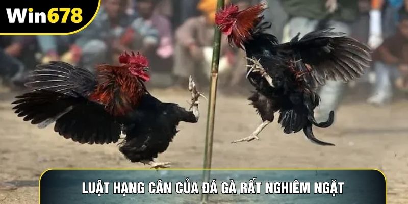 Luật hạng cân của đá gà rất nghiêm ngặt