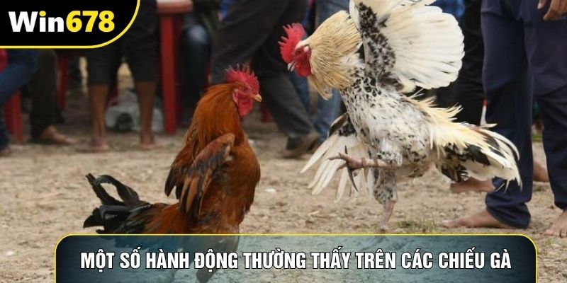 Một số hành động thường thấy trên các chiếu gà